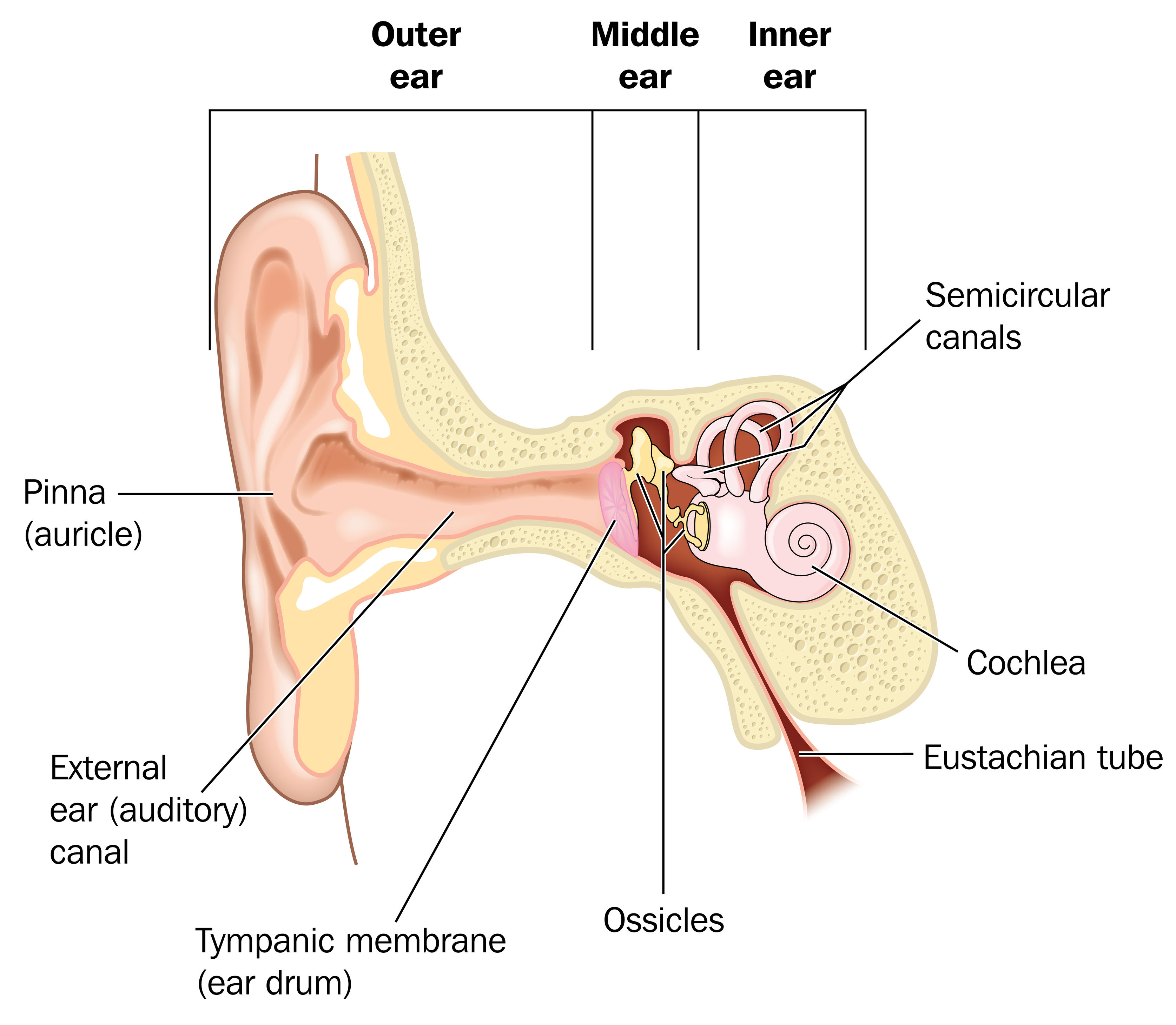 Ear anatomy - featuring the external ear, the middle ear and the inner ear. 